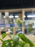 戴·可·思（Dexter）嬰兒金盞花沁潤保濕霜50g*2 兒童夏季冰淇淋面霜寶寶舒緩補(bǔ)水保濕 曬單實(shí)拍圖