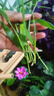 魚(yú)缸中后景草紐蘭寶塔宮廷紅綠菊蜈蚣草大水蘭蝴蝶小虎耳造景水草 水竹/約5支 曬單實(shí)拍圖