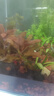 尼特利1號大師水草泥魚缸專用水藻泥生態(tài)草缸底砂營養(yǎng)土2L/袋 曬單實拍圖