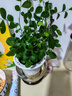 小盆梔子花盆栽四季開花不帶花苞室內(nèi)綠蘿水培花卉綠植物好養(yǎng)易活 20-30cm【1株】好多月開花 濃香型梔子花【帶花苞】10天開花 曬單實拍圖