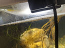 脫殼通用蝦S卵魚食豐年熱帶魚飼料顆粒小型魚飼料孔雀魚幼魚開口 純正豐年蝦100g1瓶 曬單實拍圖