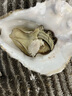 鮮海道 鮮活乳山生蠔5XL 凈重5斤 9-12只 生鮮海鮮貝類 源頭直發(fā) 曬單實(shí)拍圖