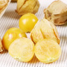 良知農哥【順豐】東北新鮮洋菇娘果 新鮮黃姑娘果燈籠果菇?jīng)龉麕?5斤 曬單實(shí)拍圖