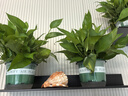 雙盟綠蘿盆栽除甲醛花卉綠植辦公室新房?jì)艋諝?80加侖4盆裝源頭直發(fā) 曬單實(shí)拍圖