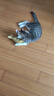 柒哦貓玩具逗貓棒貓薄荷逗貓玩具自嗨解悶神器貓咪磨牙棒貓咪用品 麻布魚磨牙2件套 曬單實拍圖