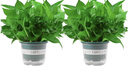 雙盟綠蘿盆栽除甲醛花卉綠植辦公室新房?jī)艋諝?80加侖2盆裝源頭直發(fā) 曬單實(shí)拍圖