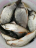 光GW威魚(yú)竿手竿大物竿龍神飛戟碳素超輕超硬19調湖庫鰱鳙臺釣竿巨物竿6.3m 大物版+竿稍+竿包其他 曬單實(shí)拍圖