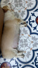 宴遇豪門(mén)柯基犬專(zhuān)用狗糧亮毛去美毛淚痕小型成犬幼犬通用糧5斤桶裝量 一歲以上成犬 2250克 柯基 曬單實(shí)拍圖