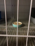 CP正大食品單凍雞小胸4斤（2包）冷凍生鮮 早餐雞胸肉里脊肉 曬單實拍圖