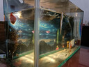 樂(lè )淘逸寵銀龍魚(yú)活體大中型熱帶觀(guān)賞魚(yú)魚(yú)缸寵物淡水風(fēng)水魚(yú)發(fā)財魚(yú)金龍魚(yú) 18-20銀龍+七彩龍各1發(fā)順豐 曬單實(shí)拍圖