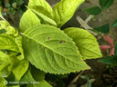萬(wàn)家樂(lè )【雙高火AY8G】燃氣灶立體全進(jìn)風(fēng)灶 5.2kW大火力不銹鋼猛火灶臺燃氣灶具家用臺嵌兩用雙灶天然氣灶 曬單實(shí)拍圖