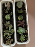 萌肉居多肉植物桌面盆栽綠植DIY花卉多肉裸根隨機多肉10棵源頭直發(fā) 曬單實(shí)拍圖
