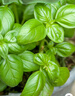 北蔬 羅勒種子苗大圓葉食用香料植物盆栽香草種籽 大葉羅勒種子600粒 曬單實(shí)拍圖