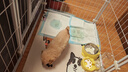 衛仕BIO-100犬用復合益生菌后生元粉劑30g布拉氏狗狗幼犬嘔吐軟便拉稀 曬單實(shí)拍圖