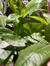 京東綠植發(fā)財(cái)樹盆栽水培桌面綠植物擺件招財(cái)單桿辦公室內(nèi)帶盆花卉源頭直發(fā) 曬單實(shí)拍圖