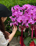 卉優(yōu)【兩小時(shí)達同城】蝴蝶蘭盆栽開(kāi)業(yè)喬遷佛堂供花年宵花生日喬遷送禮 【特級蝴蝶蘭】粉色10株-瓷盆隨機 曬單實(shí)拍圖