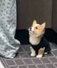 柯基犬純種幼崽雙色三色短腿寵物狗黃白色柯基狗狗活體 寵物級 公 曬單實(shí)拍圖