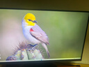 LG 27G850A 27英寸  4K240Hz 切1K480 雙模電競顯示器 DP2.1 HDR600 2000:1旋轉升降 原生10bit 極競 NanoIPS Black 27G850A 曬單實(shí)拍圖