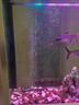 伊罕EHEIM 魚(yú)缸增氧泵水族箱氧氣泵養(yǎng)魚(yú)打氧泵 增氧機(jī)帶氣管氣泡頭 氣泵200（3.5W  雙孔） 曬單實(shí)拍圖