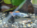 寵小俠純種孔雀魚(yú)觀(guān)賞魚(yú)好養耐活淡水小型魚(yú)熱帶魚(yú)鳳尾熱帶魚(yú)小魚(yú)苗 練手孔雀2-3cm60條（40送20備損 曬單實(shí)拍圖