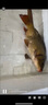 漢鼎一號5代魚竿超輕手竿4.5米臺釣竿鯽魚竿碳纖維手桿 4.5m小綜合 曬單實(shí)拍圖