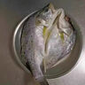 仙泉湖冷凍白蕉海鱸魚(yú)2斤 肉厚刺少生鮮水產(chǎn)食材1斤*2條 曬單實(shí)拍圖