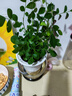 小盆梔子花盆栽四季開花不帶花苞室內(nèi)綠蘿水培花卉綠植物好養(yǎng)易活 20-30cm【1株】好多月開花 濃香型梔子花【帶花苞】10天開花 曬單實拍圖