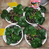 瑰瑋奶油草莓苗盆栽帶盆帶土種籽子可食用紅顏四季結果陽(yáng)臺種植新苗秧 四季草莓10顆（裸根苗泥漿發(fā)貨） 不含盆 曬單實(shí)拍圖