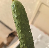 京鮮生 山東童年旱黃瓜 凈重5斤 單果100g+ 水果小青瓜 輕食 源頭直發(fā) 曬單實(shí)拍圖