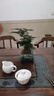花行榜盆栽植物室內花卉綠植 精品小文竹+四方瓷盆+底座+苔蘚源頭直發(fā) 曬單實(shí)拍圖