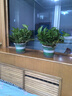 雙盟綠蘿盆栽除甲醛花卉綠植辦公室新房凈化空氣180加侖2盆裝源頭直發(fā) 曬單實拍圖