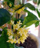 桂花樹(shù)苗盆栽室內四季桂花卉植物金桂丹桂庭院大樹(shù)濃香型綠植開(kāi)花 四季桂花高40cm左右【原土球發(fā)貨】 曬單實(shí)拍圖