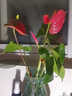 京厽水培紅掌盆栽帶花鴻運當頭一帆風(fēng)順多季開(kāi)花卉綠植物室內好養易活 帶花1-3朵1顆紅掌高40cm+原土+卡+營(yíng)養液 曬單實(shí)拍圖
