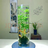 MPPMCK觀音竹 水培米竹水培魚(yú)缸玻璃瓶帶根苔蘚球植物室內(nèi)禪意盆栽鳳尾 水培款30根苔蘚球翡翠觀音竹40cm 曬單實(shí)拍圖