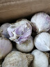 琦拉獨(dú)頭蒜大蒜頭 2024云南大理紫皮獨(dú)蒜 精品新鮮干蒜濕蒜農(nóng)家自種 獨(dú)頭蒜-5斤-大果【3.0-3.5cm】 曬單實(shí)拍圖