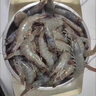 鮮京采 厄瓜多爾白蝦 凈重3斤/盒 特大號20-30規格   30-45只/盒 曬單實(shí)拍圖