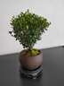 八芽 小葉赤楠盆景擺件室內(nèi)綠植花卉盆栽老樁客廳辦公室桌面好養(yǎng)植物 （【熱銷款】舍得紫砂盆赤楠+苔蘚+底座） 曬單實拍圖
