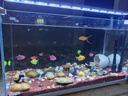森森 超白玻璃小魚(yú)缸HWK-600P裸缸款水草缸金魚(yú)缸小型水族箱水草缸  曬單實(shí)拍圖