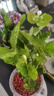 茉莉花苗盆栽帶花苞九里香老樁花卉植物室內(nèi)濃香四季開花好養(yǎng) 大份茉莉花【4-6顆】花苞飽滿 曬單實(shí)拍圖