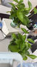 雙盟綠蘿盆栽除甲醛花卉綠植辦公室新房凈化空氣 120款10盆源頭直發(fā) 曬單實拍圖