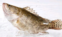 鮮活桂魚(yú)400-500g 曬單實(shí)拍圖