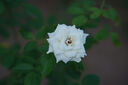 適馬（SIGMA）56mm F1.4 DC DN｜Contemporary 半畫(huà)幅大光圈定焦鏡頭 人像特寫(xiě)（適馬56 f1.4索尼E卡口） 曬單實(shí)拍圖