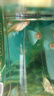 澤馭名寵天空藍白孔雀魚(yú)熱帶魚(yú)淡水觀(guān)賞魚(yú)好養小型蝶翼純種燕尾鳳尾緞帶 2.5-4cm天空藍12只 曬單實(shí)拍圖