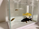 【中國斗魚(yú)易養易活】淡水冷水魚(yú)耐活好養普叉巨普觀(guān)賞魚(yú)沙蠻魚(yú)苗 【熱賣(mài)組】3-4厘米13條-送魚(yú)食 曬單實(shí)拍圖