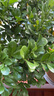 米蘭花盆栽花卉植物室內(nèi)陽(yáng)臺(tái)花帶花苞濃香好養(yǎng)易活老樁樹(shù)盆景綠植 2盆五年壯苗米蘭花原土發(fā)貨 帶盆栽好 曬單實(shí)拍圖