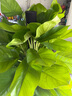 大葉綠蘿柱盆栽辦公室大型綠植物室內(nèi)除甲醛神器百搭好養(yǎng)活 新房必備【活動款】大葉綠蘿柱1.2-1.3米原盆 曬單實(shí)拍圖