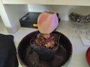 水蜜桃玫瑰多肉植物山地玫瑰雞蛋玫瑰酒杯玫辦公盆栽室內(nèi)綠植肉肉 水蜜桃玫瑰 4-5厘米 塑料盆栽好 曬單實(shí)拍圖