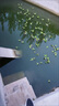 水葫蘆水生水培植物池塘魚(yú)缸龜缸造景浮萍水草水草培植物水養好養 500棵 曬單實(shí)拍圖