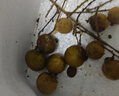粵迎廣東石峽儲良龍眼【順豐冷鏈多地次日達(dá)】新鮮老樹脆甜多汁桂圓 SS+級超精選果【甜度爆表】 5斤儲良龍眼【超劃算】凈4.5斤 曬單實(shí)拍圖