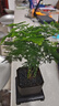佰花錦文竹桌面盆栽新中式綠植辦公室客廳盆景茶臺臥室好養(yǎng)綠植花卉植物 【送方底座】文竹+pvc舍得盆+黑沙石鋪面 20-30cm 曬單實拍圖